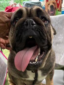 English Bulldog Dogs Available for Adoption in Woodland, California - BARON | PetCurious