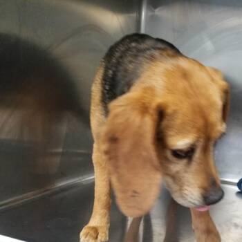 Beagle Dogs Available for Adoption in Henderson, Kentucky - Journey | PetCurious