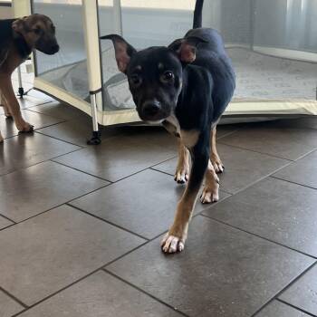 Petal -  German Shepherd Dog Dog for Adoption - Petal | PetCurious