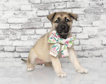 Shepherd and German Shepherd Dog Dogs Available for Adoption in Tuscaloosa, Alabama - Inga - 5lbs | PetCurious