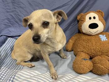 Chihuahua Dogs Available for Adoption in Bothell, Washington - Honey | PetCurious