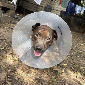 Coal Mine -  Mixed Breed Dog for Adoption in Columbus, Georgia - Coal Mine | PetCurious