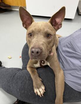 Pit Bull Terrier and Terrier Dogs Available for Adoption - Maybelline | PetCurious