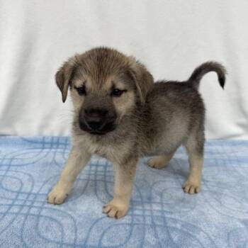 Super Why -  German Shepherd Dog and Mixed Breed Dog for Adoption in Carencro, Louisiana - Super Why | PetCurious