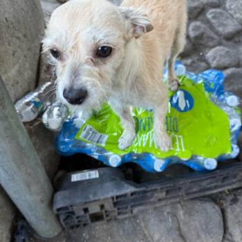 Thunderbolt -  Terrier and Mixed Breed Dog for Adoption in Bend, Oregon - Thunderbolt | PetCurious
