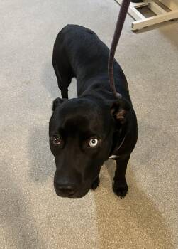 Rescue Labrador Retriever Dogs for Adoption in Baldwin, Michigan - Ozzie | PetCurious