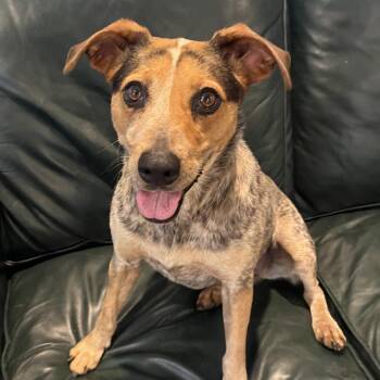 Pepper -  Beagle and Mixed Breed Dog for Adoption in Brownsboro, Alabama - Pepper | PetCurious