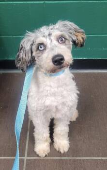 Aussiedoodle Dogs Available for Adoption in Blue Springs, Missouri - Stanley | PetCurious