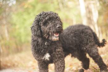 Rescue Spanish Water Dog Dogs for Adoption in Gradyville, Kentucky - Nolon | PetCurious