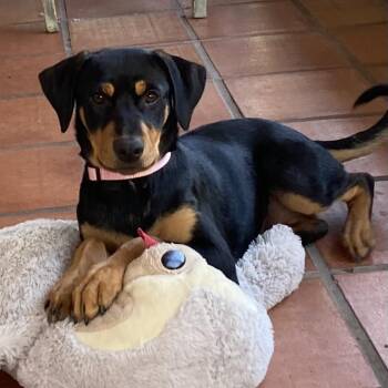 Shepherd and Labrador Retriever Dogs Available for Adoption in San Diego, California - Rivvie | PetCurious