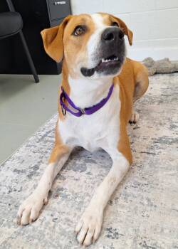 Honey -  Labrador Retriever and Beagle Dog for Adoption in Noble, Oklahoma - Honey | PetCurious