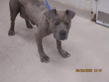 (852) -  Pit Bull Terrier Dog for Adoption in Marietta, Georgia - (852) | PetCurious