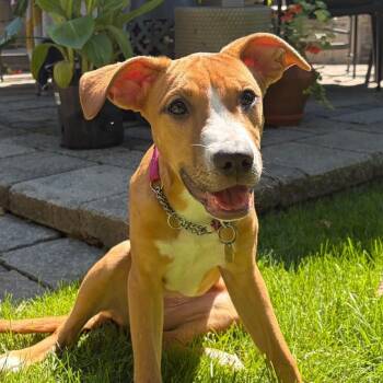 Nala -  Mixed Breed Dog for Adoption in Oakville, Ontario - Nala | PetCurious