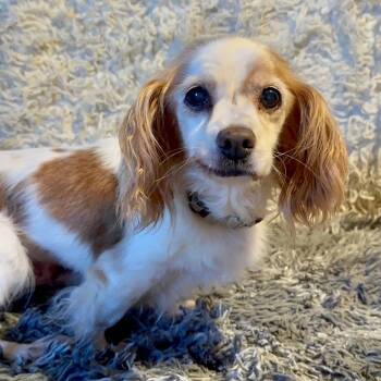 Rescue Cavalier King Charles Spaniel Dogs for Adoption in San Diego, California - Nina | PetCurious