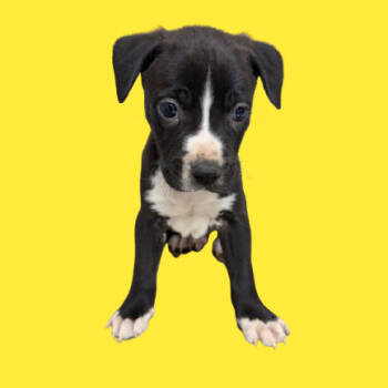 Rescue Labrador Retriever and Pit Bull Terrier Dogs for Adoption in Tuscaloosa, Alabama - Jumba | PetCurious