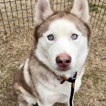 Husky Dogs Available for Adoption - Klondike | PetCurious