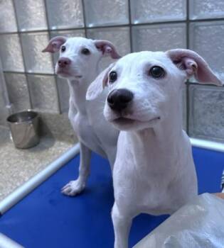 Twix -  Chihuahua and Mixed Breed Dog for Adoption - Twix | PetCurious