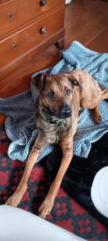 Pete -  Mixed Breed Dog for Adoption in Heber City, Utah - Pete | PetCurious