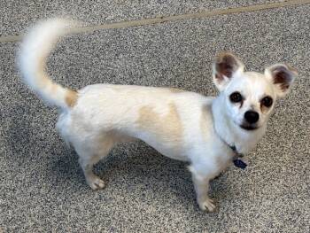 Lady -  Chihuahua and Yorkshire Terrier Dog for Adoption in Bartlesville, Oklahoma - Lady | PetCurious