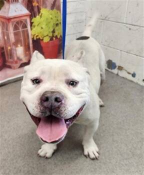 American Bulldog Dogs Available for Adoption in San Bernardino, California - TAZ | PetCurious