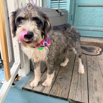 Jozie (Benefactor Dog) -  Schnauzer and Poodle Dog for Adoption in New Orleans, Louisiana - Jozie (Benefactor Dog) | PetCurious
