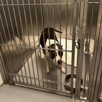 Love Struck -  Mixed Breed Dog for Adoption in Davenport, Iowa - Love Struck | PetCurious
