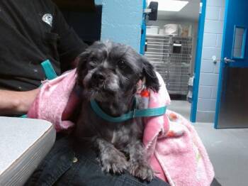 MEDUSA -  Schnauzer and Mixed Breed Dog for Adoption in Albuquerque, New Mexico - MEDUSA | PetCurious