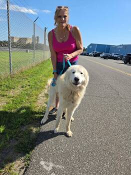 LUKE -  Great Pyrenees Dog for Adoption in Holbrook, New York - LUKE | PetCurious