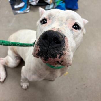 YORK-Stray-16995 -  Mastiff Dog for Adoption in York, Pennsylvania - YORK-Stray-16995 | PetCurious