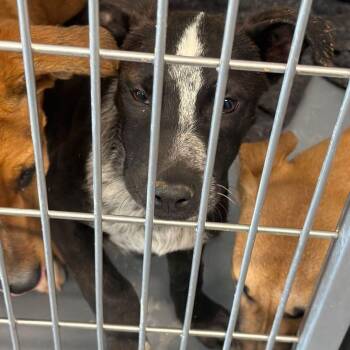 Labrador Retriever and Shepherd Dogs Available for Adoption in Kingman, Arizona - Blackbird | PetCurious