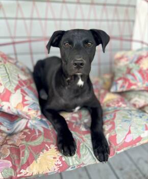 Black Labrador Retriever Dogs Available for Adoption in Gulfport, Mississippi - April | PetCurious