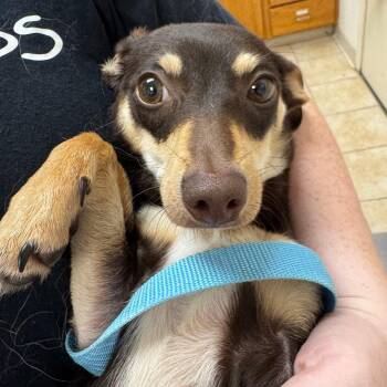 Judy Garland -  Dachshund Dog for Adoption in Pekin, Illinois - Judy Garland | PetCurious