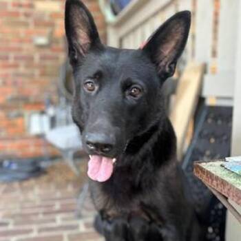 Diesel -  Mixed Breed Dog for Adoption in Memphis, Tennessee - Diesel | PetCurious
