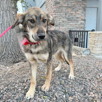 Shepherd Dogs Available for Adoption in Parker, Colorado - 490 (2026) Sven | PetCurious