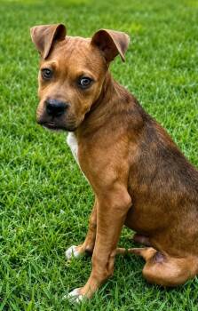Riggs -  Boxer Dog for Adoption in Deering, New Hampshire - Riggs | PetCurious