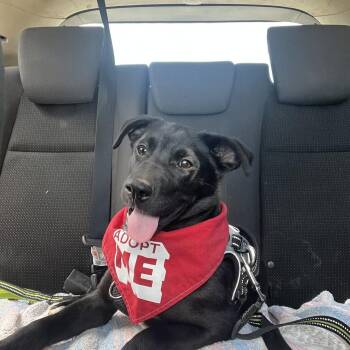 Bora -  Australian Cattle Dog Blue Heeler and Labrador Retriever Dog for Adoption in San Diego, California - Bora | PetCurious