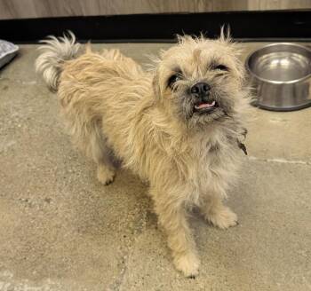 Pug and Terrier Dogs Available for Adoption in Thousand Oaks, California - Furrah Fawcett | PetCurious
