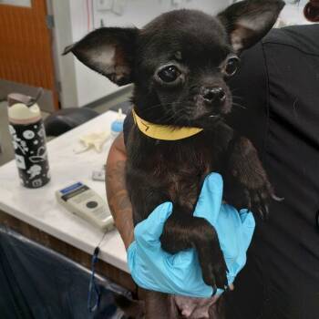 IVHS-Stray-141852 #7 -  Chihuahua and Mixed Breed Dog for Adoption in San Gabriel, California - IVHS-Stray-141852 #7 | PetCurious