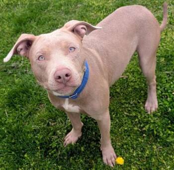 Pit Bull Terrier Dogs Available for Adoption in Akron, Ohio - WADE | PetCurious