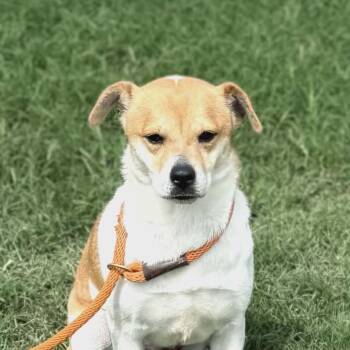 Corgi Dogs Available for Adoption in Williston, Vermont - Thomas | PetCurious