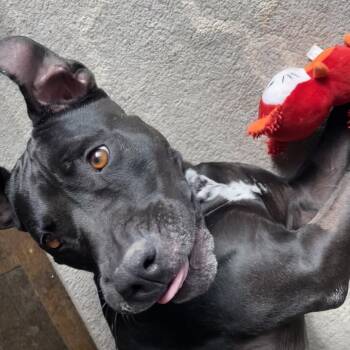 Ebbie -  Pit Bull Terrier and Labrador Retriever Dog Available for Adoption in Kanab, Utah - Ebbie | PetCurious