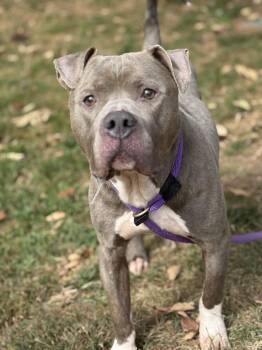 Rescue Pit Bull Terrier and Mixed Breed Dogs for Adoption in Springfield, Illinois - Paco | PetCurious