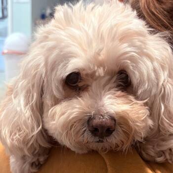 Rescue Shih Tzu and Mixed Breed Dogs for Adoption in Madison, Wisconsin - Sugar | PetCurious