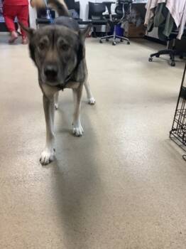 Rescue Husky and Mixed Breed Dogs for Adoption in Fort Worth, Texas - Rocko | PetCurious