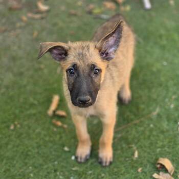 Jaxson LLD -  Belgian Shepherd Malinois and German Shepherd Dog Dog for Adoption in Austin, Texas - Jaxson LLD | PetCurious