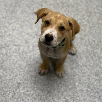 Barley -  Labrador Retriever and American Staffordshire Terrier Dog for Adoption in Grand Rapids, Michigan - Barley | PetCurious