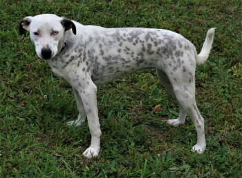 Rescue Dalmatian and Labrador Retriever Dogs for Adoption in Attalla, Alabama - Liana | PetCurious