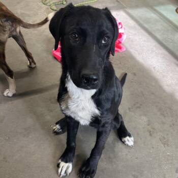 Black Labrador Retriever Dogs Available for Adoption in Tampa, Florida - Diana | PetCurious