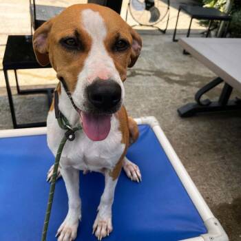 Lavender -  Hound and Mixed Breed Dog for Adoption in Shelby, North Carolina - Lavender | PetCurious