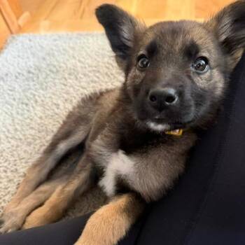 Iris -  Mixed Breed Dog for Adoption in Buffalo, Minnesota - Iris | PetCurious